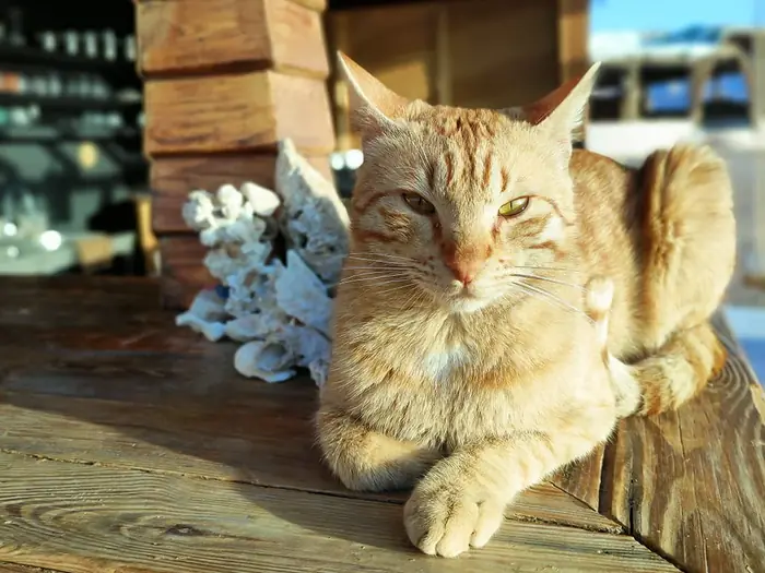 An orange tabby cat resting on a sunlit wooden deck beside coral and shells